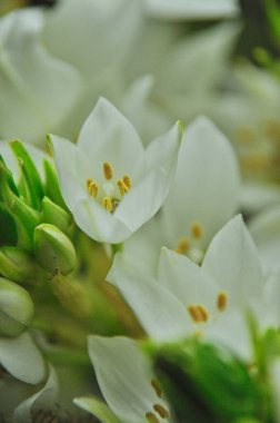 Mütevazı bir bahar buketinde beyaz mürver çiçeklerine yakın çekim