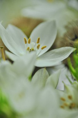 Mütevazı bir bahar buketinde beyaz mürver çiçeklerine yakın çekim