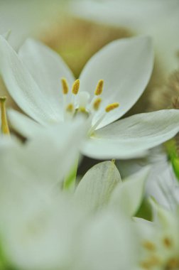 Mütevazı bir bahar buketinde beyaz mürver çiçeklerine yakın çekim