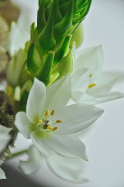 Mütevazı bir bahar buketinde beyaz mürver çiçeklerine yakın çekim