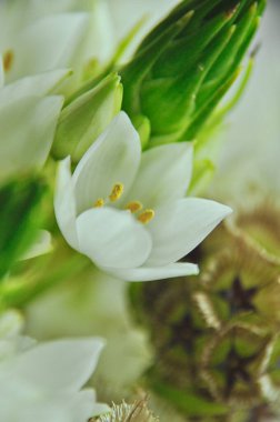 Mütevazı bir bahar buketinde beyaz, hırçın ve yıldızlı kuru çiçekler.