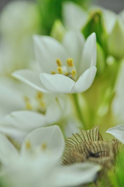 Mütevazı bir bahar buketinde beyaz mürver çiçeklerine yakın çekim