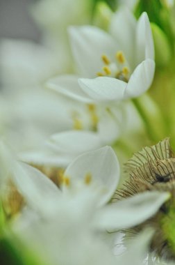 Mütevazı bir bahar buketinde beyaz mürver çiçeklerine yakın çekim