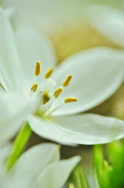 Mütevazı bir bahar buketinde beyaz mürver çiçeklerine yakın çekim