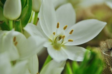 Mütevazı bir bahar buketinde beyaz mürver çiçeklerine yakın çekim