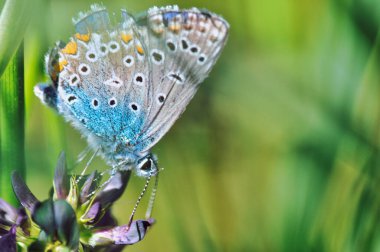 Bir mavi kelebek (Polyommatus icarus) ilkbaharda açan mor yonca çiçeğinin üzerinde oturur.