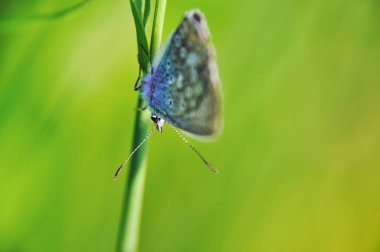 Bir mavi kelebek (Polyommatus icarus) baharda yeşil bir dalda oturur.