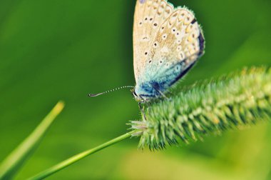 Bir mavi kelebek (Polyommatus icarus) baharda yeşil bir dalda oturur.