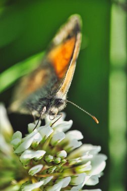 Kahverengi turuncu bir kelebek (dişi) baharda yeşil bir dala oturur