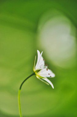 Yaban yeşil bir çayırda açan tek bir beyaz civciv çiçeği, baharda çiçeğin başına yakın plan.