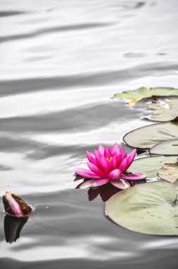 Pembe nilüferler ilkbaharda şehir parkındaki sakin gölette yüzerler.