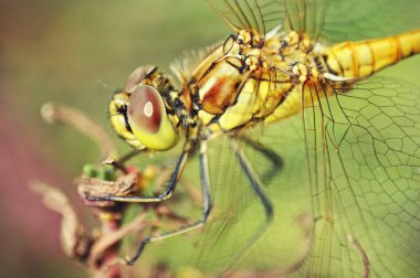 Büyük sarı-yeşil bir yusufçuk yeşil bir arka planda, yakın plan bir dalda oturur.