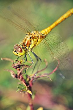 Büyük sarı-yeşil bir yusufçuk yeşil bir arka planda, yakın plan bir dalda oturur.