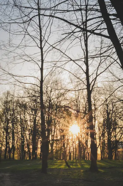 Yüksek ağaçlar ormanları yeşil Park siluetinde suşette