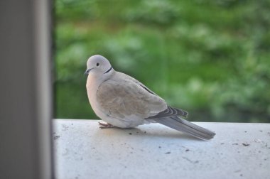 Pencerenin arkasındaki dış pencere pervazında gri bir güvercin (kaplumbağa güvercin) oturuyor