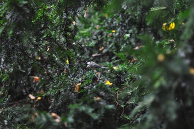 Varşova 'nın Kraliyet Azienki Parkı' ndaki göletin sakin manzarası, canlı Japon fenerleriyle süslenmiş tarihi bir köprü içeriyor. Sahne, sakin bir park ortamında Polonya ve Japon kültürlerinin uyumlu bir karışımını yakalıyor.