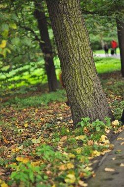 Varşova 'nın Kraliyet Azienki Parkı' ndaki göletin sakin manzarası, canlı Japon fenerleriyle süslenmiş tarihi bir köprü içeriyor. Sahne, sakin bir park ortamında Polonya ve Japon kültürlerinin uyumlu bir karışımını yakalıyor.