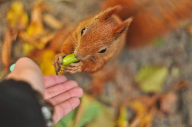 Varşova 'nın Kraliyet Azienki Parkı' ndaki göletin sakin manzarası, canlı Japon fenerleriyle süslenmiş tarihi bir köprü içeriyor. Sahne, sakin bir park ortamında Polonya ve Japon kültürlerinin uyumlu bir karışımını yakalıyor.