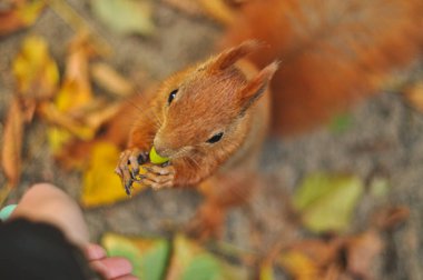 Varşova 'nın Kraliyet Azienki Parkı' ndaki göletin sakin manzarası, canlı Japon fenerleriyle süslenmiş tarihi bir köprü içeriyor. Sahne, sakin bir park ortamında Polonya ve Japon kültürlerinin uyumlu bir karışımını yakalıyor.
