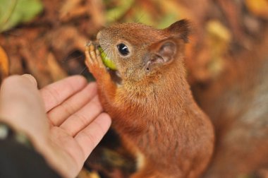 Varşova 'nın Kraliyet Azienki Parkı' ndaki göletin sakin manzarası, canlı Japon fenerleriyle süslenmiş tarihi bir köprü içeriyor. Sahne, sakin bir park ortamında Polonya ve Japon kültürlerinin uyumlu bir karışımını yakalıyor.