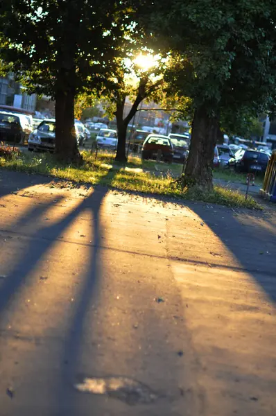 Bu şehir manzarası, beton kaldırım boyunca çarpıcı gölgeler bırakan, düşük güneş ışığının sıcacık parıltısıyla yıkanmış şehir ağaçlarını çeker. Arka planda, park halindeki arabalar görülebilir durumda, bu da ortamı tipik bir kentsel alana yerleştiriyor.