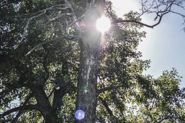 Bu büyüleyici görüntü, canlı yeşil bir ağacın yoğun dallarını delip geçen keskin güneş ışığını yansıtıyor. Güçlü ışınlar, yaprakların ve dalların karmaşık dokularını vurgulayarak dramatik ışık ve gölge etkileri yaratır. Bu bir fikir.