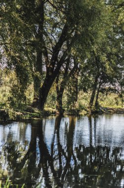 Bu büyüleyici görüntü, ağaçların gölün üzerinde durduğu parlak ve güneşli bir günü tasvir ediyor. Aynadaki yansımaları durgun suda mükemmel bir şekilde görülebiliyor. Sahne doğanın sükunetini ve uyumu yakalıyor, simin güzelliğini vurguluyor.