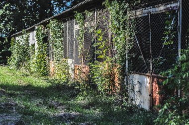 Bu anımsatıcı görüntü eski, terk edilmiş depo binalarını yakalıyor. Pas içinde ve çürüme izleri gösteriyor. Ama parlak güneş ışığıyla yıkanmış. Parlak yeşilliğin ortasında çarpıcı bir şekilde duruyorlar, endüstri arasında güçlü bir zıtlık yaratıyorlar.