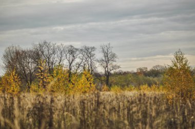 Bu görüntü, mevsimin hareketsizliğe geçişini vurgulayarak çiçeksiz bir çayır içeren sakin bir sonbahar manzarası yakalıyor. Arka planda, yapraksız ağaçlar gökyüzüne karşı dimdik duruyor, doğanın son zamanlardaki çıplak güzelliğini vurguluyorlar. 