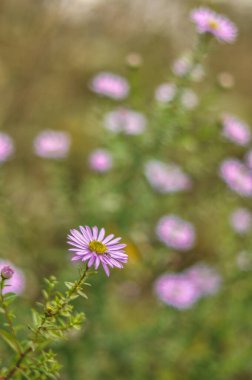 Bu güzel görüntü canlı pembe asterileri tam çiçeklenme anında yakalar ve sonbahar otlağına biraz renk katar. Çiçekler değişen bir manzaranın arkaplanına karşı dururlar. Sonbaharın serin sıcaklıklarına dikkat çekerken aynı zamanda doğal güzelliklerini gösterirler.