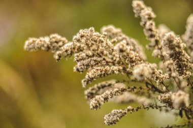 Bu detaylı yakın çekim, bir sonbahar bitkisinin canlı dokusunu ve şeklini yakalar. Görüntü belirgin sarı çiçekleri ve karmaşık yaprakları vurguluyor. Sonbahar denizinde gelişen bitkinin karakteristik görünümünü gözler önüne seriyor.