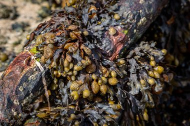 Deniz yosunu paslı bir metal yapının üzerinde kıyıya vurmuş.