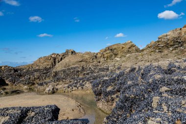 Cornwall 'daki Perranporth plajında kayalıklarda midye bolluğu.