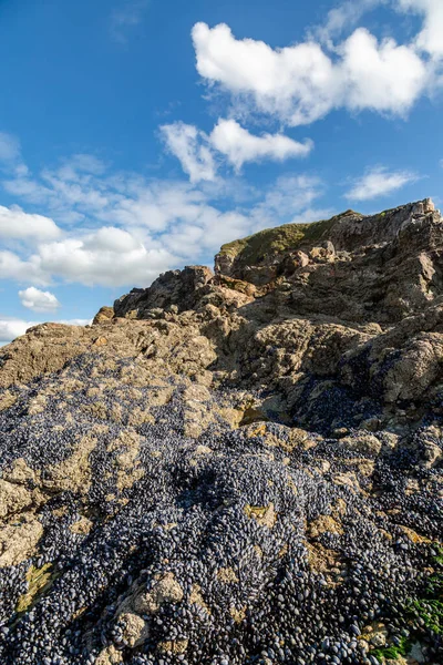 Una Abundancia Mejillones Las Rocas Playa Perranporth Cornwall — Foto de Stock