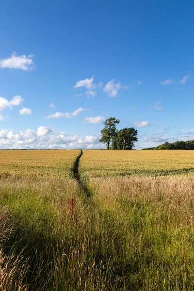 在阳光明媚的夏日 苏塞克斯的一条小径穿过谷类作物田 — 图库照片