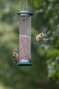 A goldfinch on a bird feeder with a blue tit in flight after finishing feeding