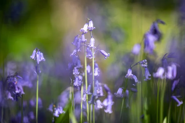 Pretty Bluebell Flowers Spring Sunshine — Stock Photo, Image