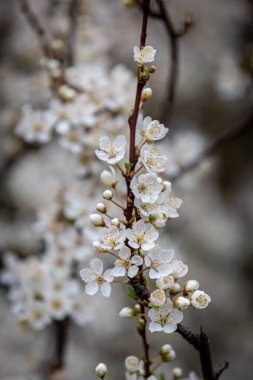 Bahar mevsiminde, sığ bir alan derinliğiyle beyaz ağaç çiçek açar.