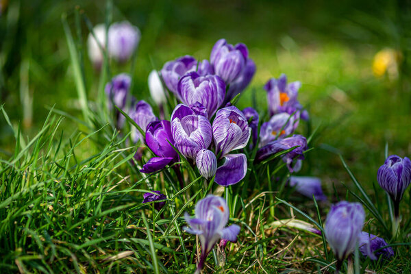 A close up of purple crocus flowers, with a shallow depth of field