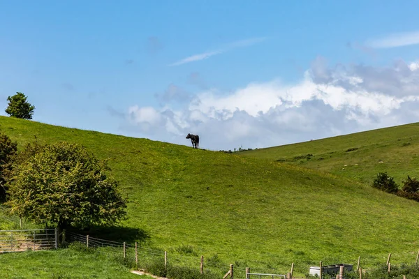 Green South Downs Landscape Sunny Spring Day — Stock Photo, Image