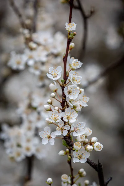 Flor Árbol Blanco Primavera Con Una Profundidad Campo Poco Profunda — Foto de Stock