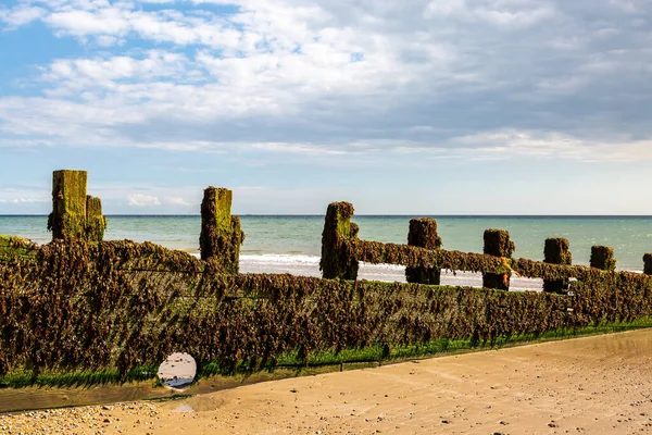 Seaweed Covering Wooden Groyne Low Tide Camber Sands East Sussex — Stock Photo, Image