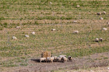 Güneşli bir kış gününde güney yamaçlarında otlayan koyunlar.