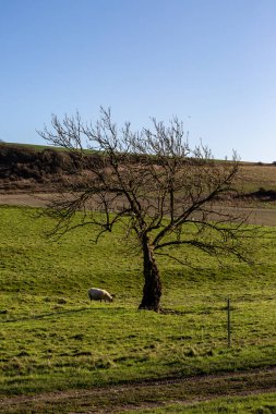 Güneşli bir Ocak gününde kırsal Güney Downs kış manzarası