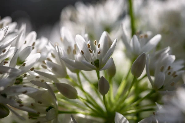 Close Wild Garlic Flowers Spring Sunshine — Stock fotografie