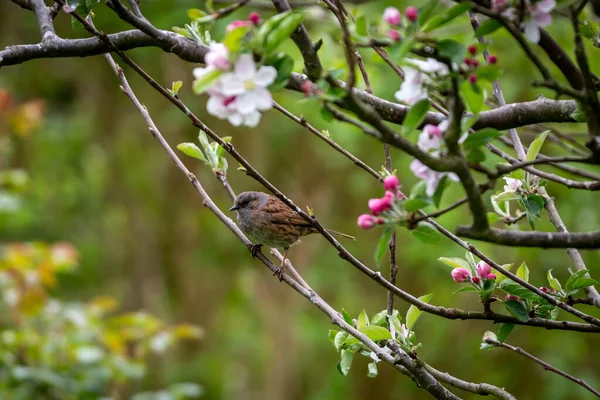 Bir Prunella Modularis, yaygın olarak Dunnock olarak bilinir, ilkbaharda bir elma ağacına tünemiş