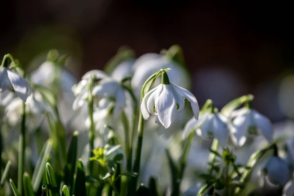 Närbild Snödroppe Blomma Februari Solsken — Stockfoto