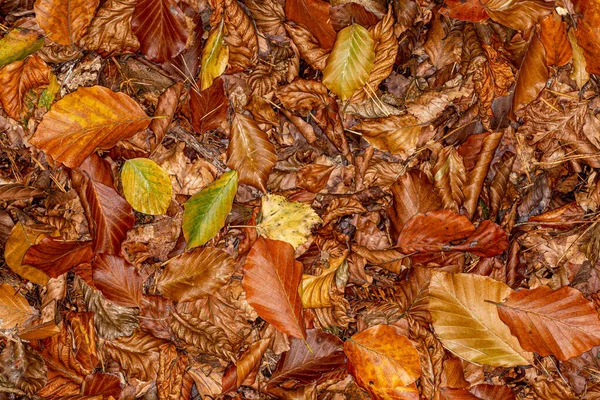 Полная Рамка Фотографии Осенних Листьев Лесной Поляне — стоковое фото