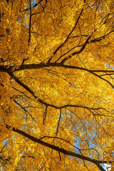 Levendige Gele Bladeren Van Bitternoot Hickory Boom Herfst — Stockfoto