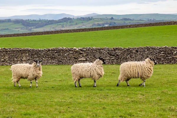 stock image Three sheep in a row in a field in Cumbria